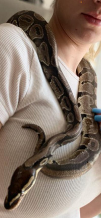 Snake (Male Ball Python) in Brampton