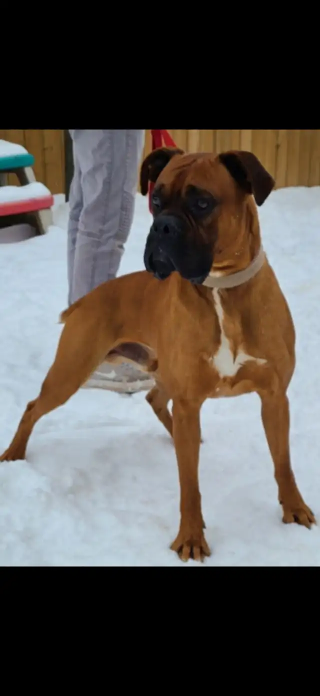 Purebred Boxer Puppies” Sold out” in Dogs & Puppies for Rehoming in Hamilton - Image 4