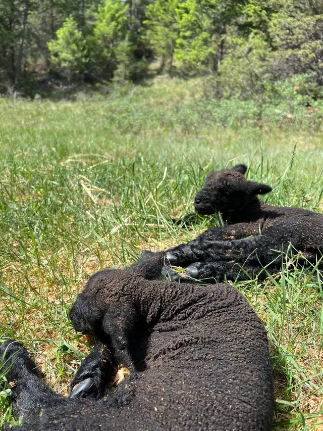 Bottle Babydoll lambs in Livestock in Cranbrook - Image 4