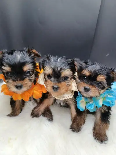 YORKIE BABY BOY PUPPIES, View more