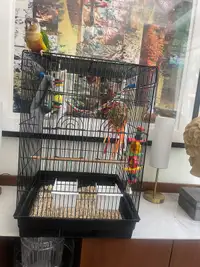 Beautiful Yellow Sided Conure with new cage and supplies! 