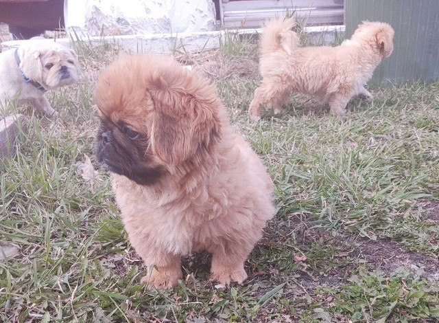 Chinese Pekingese in Dogs & Puppies for Rehoming in Winnipeg