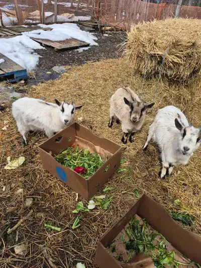 Nigerian Dwarf Goats, View more