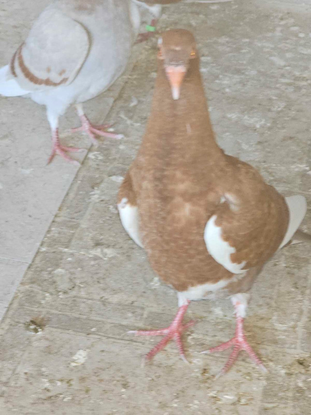random piegons  in Birds for Rehoming in Calgary - Image 3