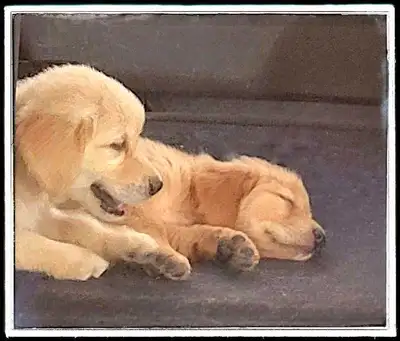 Check Our Page - Golden Retriever Puppies - After Your Holiday, View more