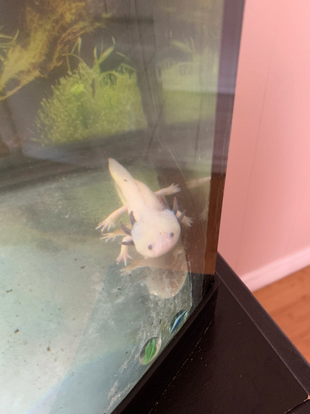 Axolotl setup in 36 gallon bowfront tank/stand and accessories. Fish