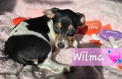 The sweetest Chiweenies *now ready for forever families*, View more