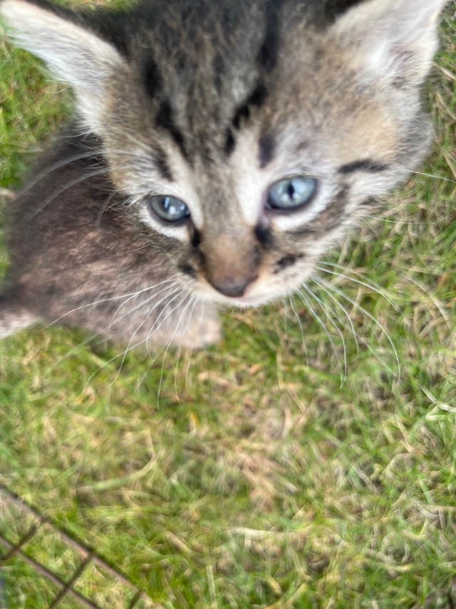 Kittens to give away Cats & Kittens for Rehoming Grande Prairie Kijiji