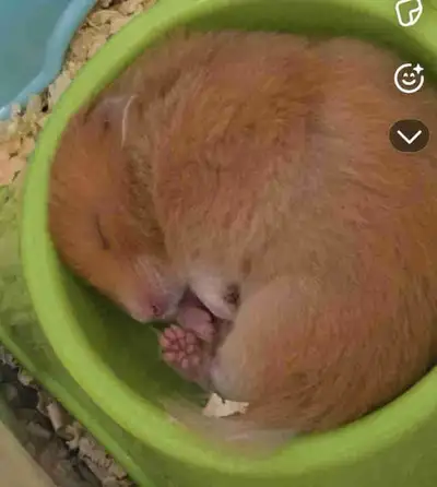 hamster for sale , View more