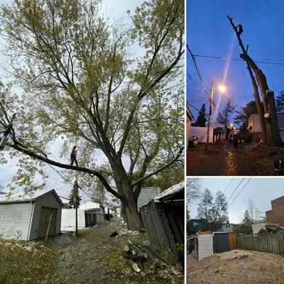 TORONTO TREE GUYS - TREE REMOVAL - PRUNING - LICENSED & INSURED, View more