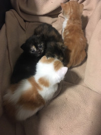 Kittens rehome 