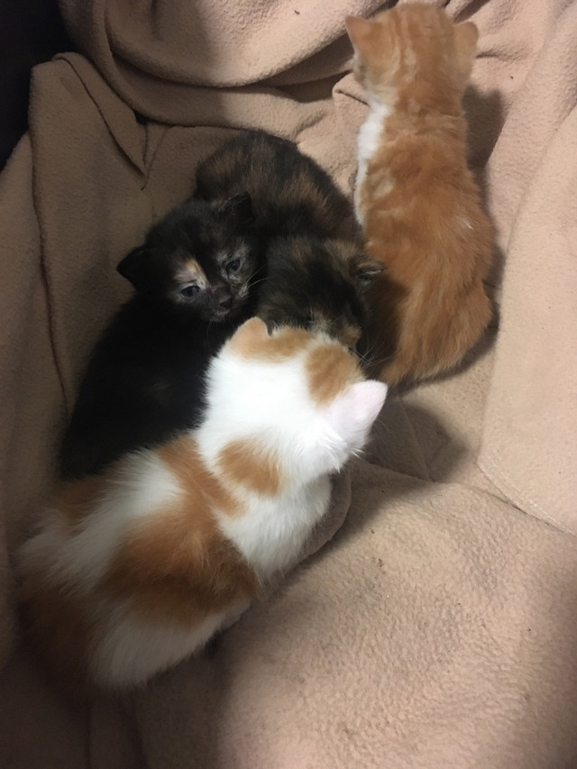 Kittens rehome  in Cats & Kittens for Rehoming in Tricities/Pitt/Maple