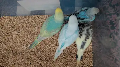 Baby Budgies for sale handfeeding, View more