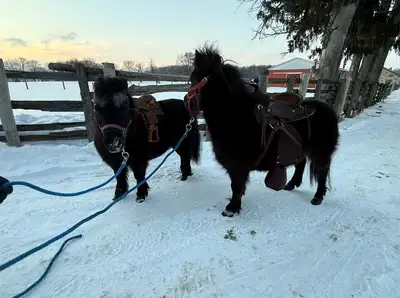 Miniature Horse - Pony, View more