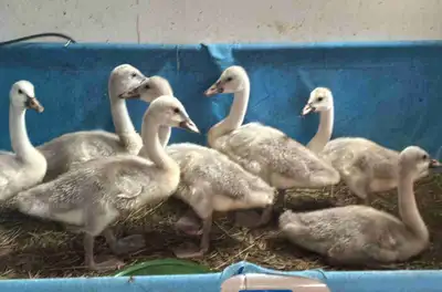 ISO black neck swans will trade a pair of trumps permit required, View more