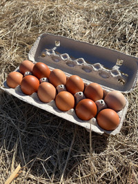 Fertilized Brown Chicken Eggs For hatching
