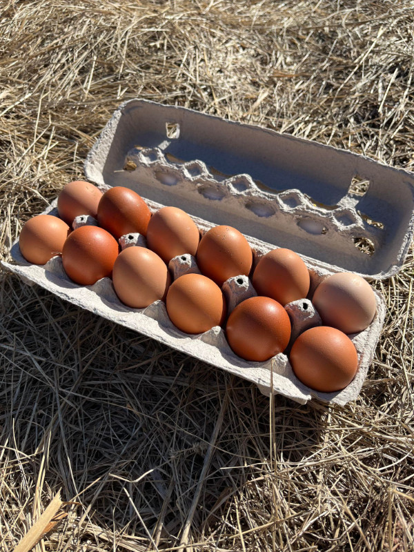 Fertilized Brown Chicken Eggs For hatching in Livestock in Sault Ste. Marie