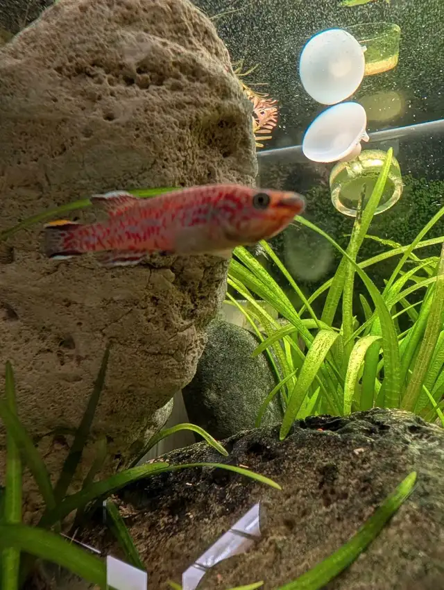 Dwarf Sagittaria in Fish for Rehoming in Kitchener / Waterloo - Image 6
