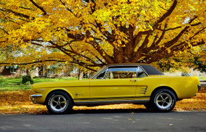 1966 Ford Mustang