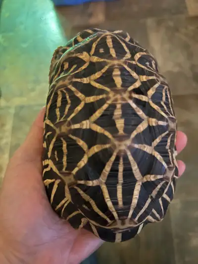 Male Indian Star Tortoise , View more