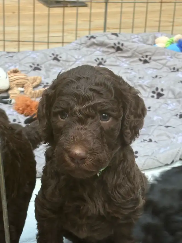 caniche royal (poodle) in Dogs & Puppies for Rehoming in Laurentides - Image 4
