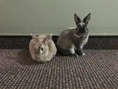 2 Mini-Rex rabbits, View more