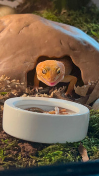 I can take in your Leopard Gecko
