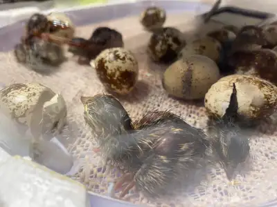 7 Coturnix Quail Chicks, View more