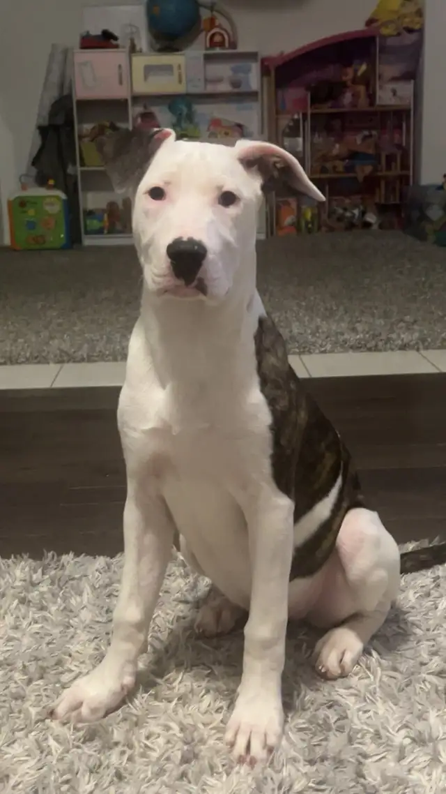 Dogo/ bully female in Dogs & Puppies for Rehoming in Brantford - Image 4