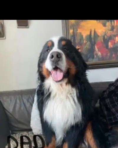 Quality Bernese Mountain Dog pups, View more