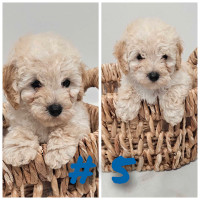 Rare mini/ toy cute  poodles  males