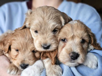 Tiny Cockapoo Puppies for Sale 