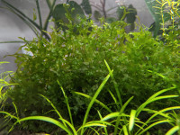 Aquarium plants - subwassertang 