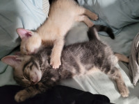 69 Annonces Adoptez Des Chats Et Chatons Dans Levis Animaux Petites Annonces De Kijiji