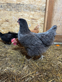 2 jersey giant hens 