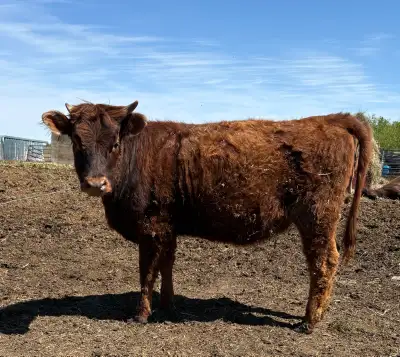 Highland x Heifers, View more