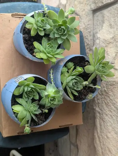HEN and CHICKS, View more