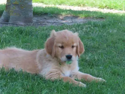 Golden Retriever Puppies, View more
