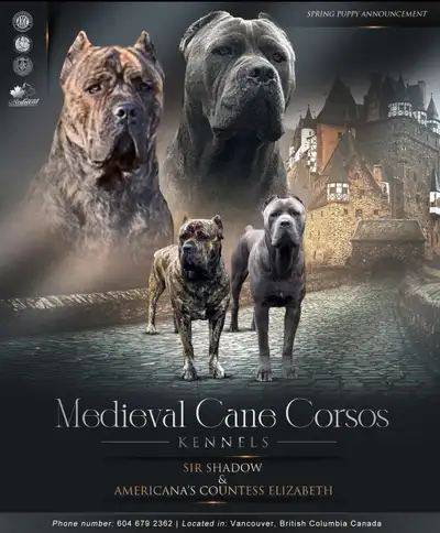 Cane Corso Puppies ICCF, View more