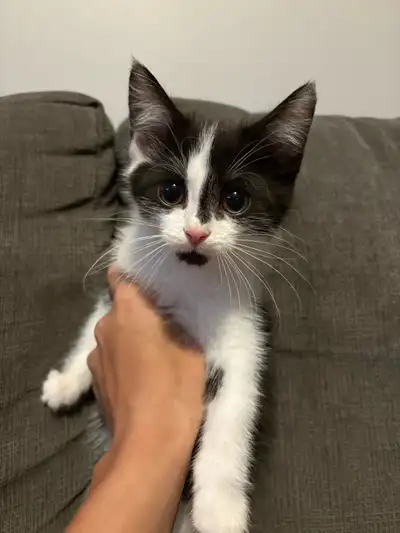 kittens looking for a fur ever bome, View more