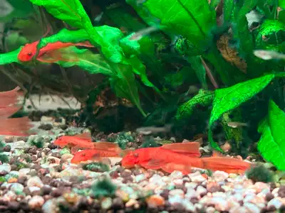 Sale: Super Red Bristlenose Plecos, View more