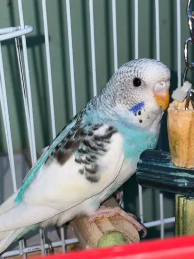 Baby Budgies Parakeets Perruche parrot bird, View more