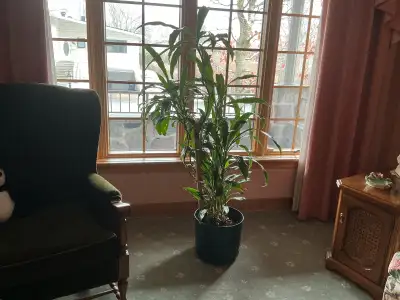 TRÈS BELLE PLANTE DRACAENA - Aussi plusieurs pots à fleurs et à cactus - Cache-pots - 450-667-7894 (...