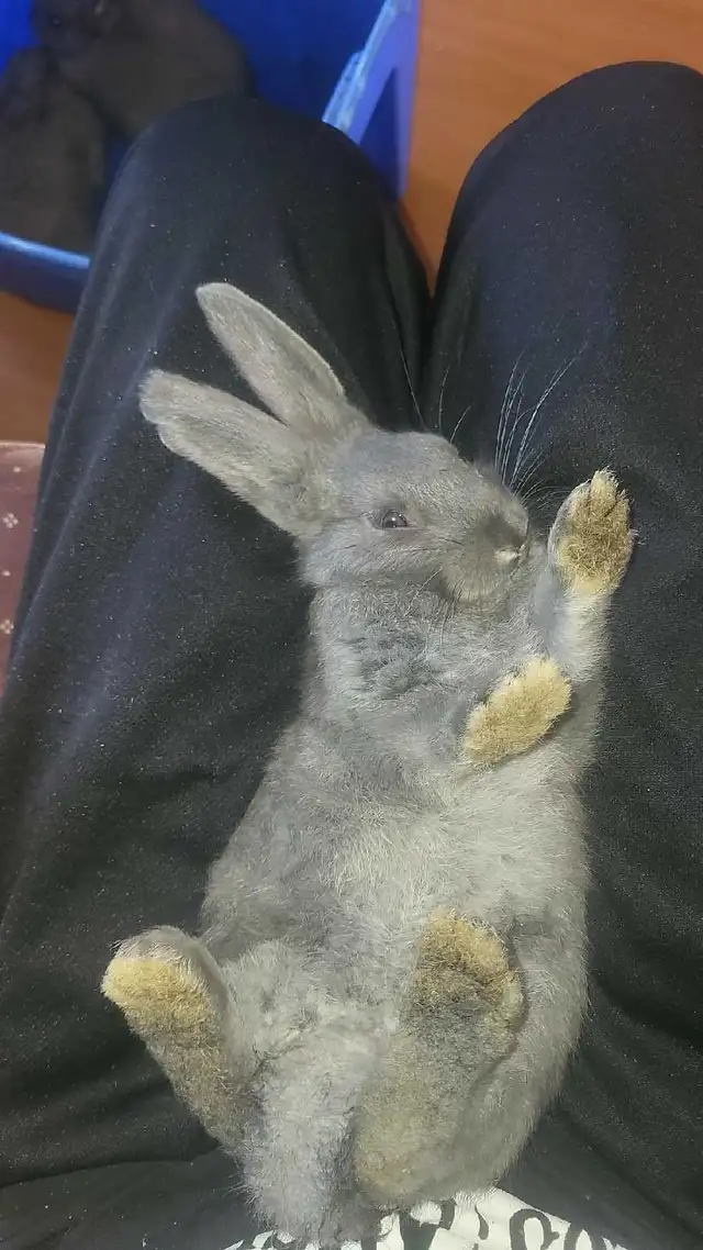 Rabbit Gender Identification in Animal & Pet Services in Moncton - Image 6
