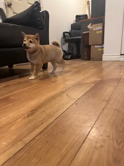 Shiba inu pure race pur bred, View more