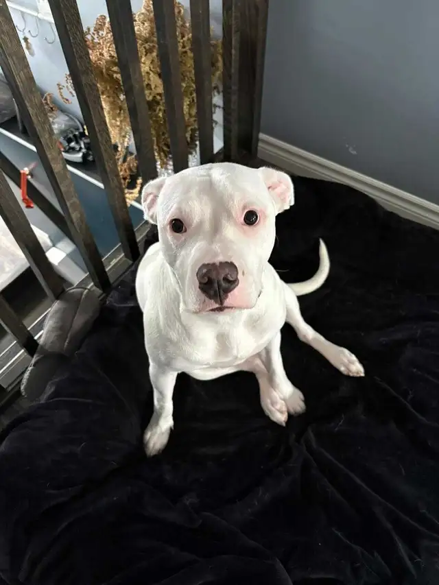please help Freya get well.472308442171320320