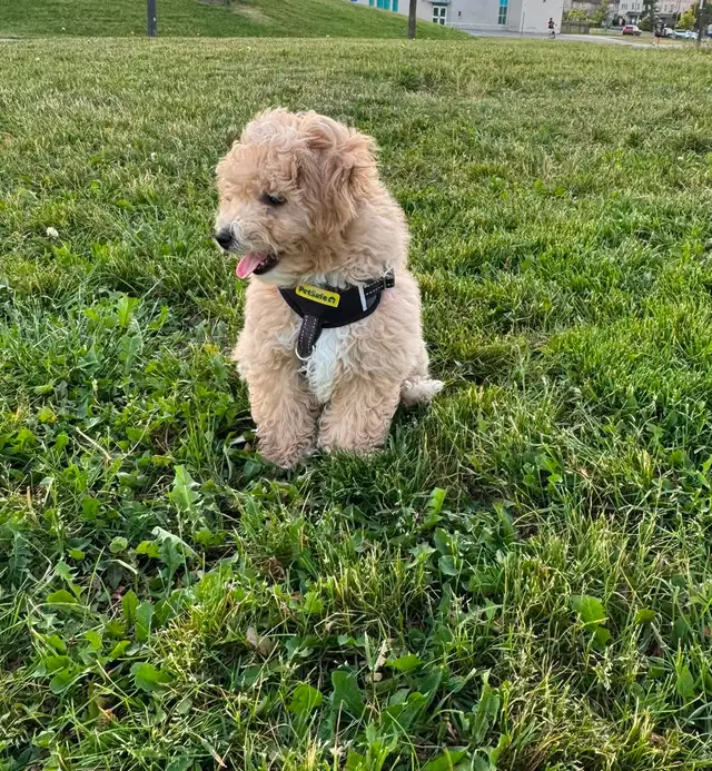 Adorable Male Bichon Poodle Puppy – Looking for a Loving Ho in Dogs & Puppies for Rehoming in Markham / York Region - Image 3