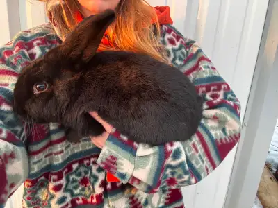 Rabbit - Buck, View more