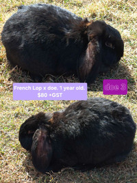 French Lop crosses 