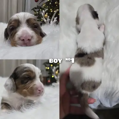 Long-Haired Miniature Dachshund Puppies – Ready for New Year’s! ✨ Adorable long-haired miniature Dac...